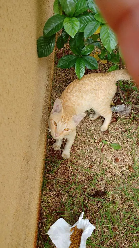 Gato ra a Sem raça idade 7 a 11 meses nome Laranjinha
