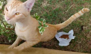 Gato raça Sem raça idade 7 a 11 meses nome Laranjinha