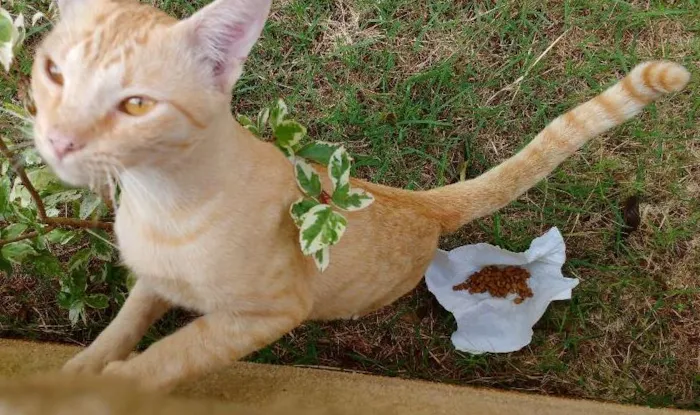 Gato ra a Sem raça idade 7 a 11 meses nome Laranjinha