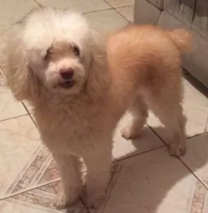 Cachorro raça Poodle e poodle com coque spain idade 5 anos nome Mel e Chqiuinha