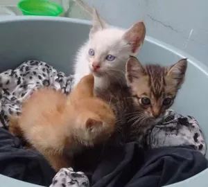 Gato raça  idade 2 a 6 meses nome Sem nome