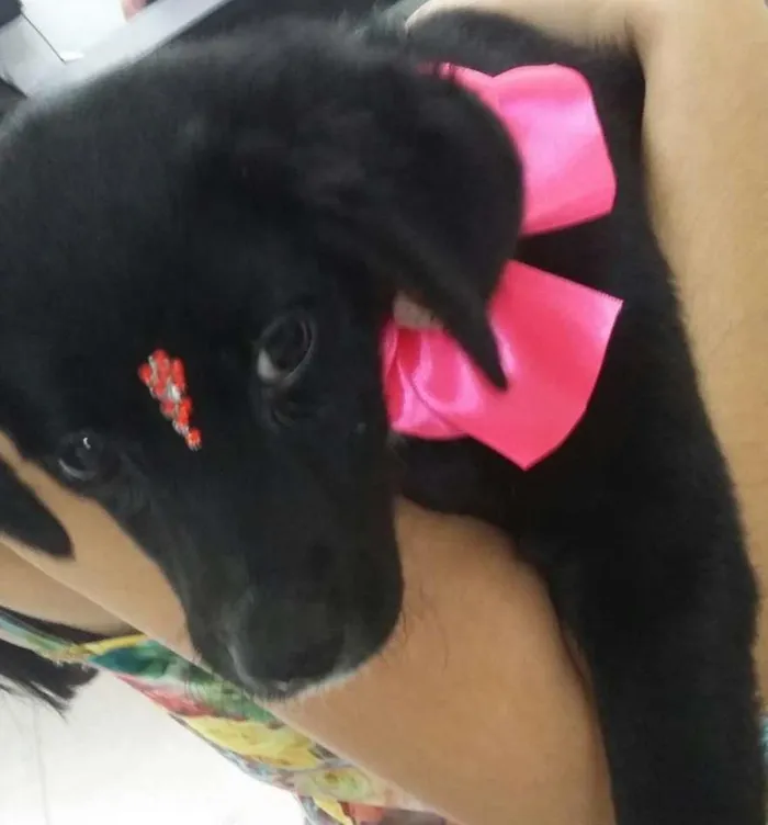 Cachorro ra a SRD idade 2 a 6 meses nome Pretinha