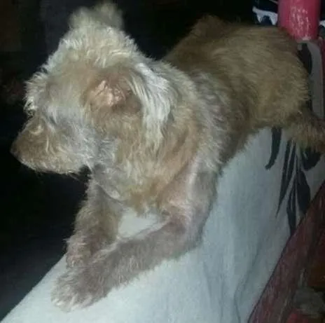 Cachorro ra a srd idade 2 anos nome molly