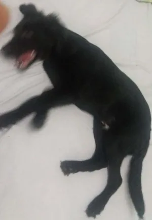 Cachorro raça Labrador idade 2 a 6 meses nome Thomé