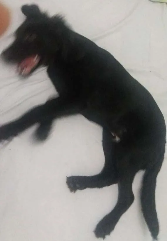 Cachorro ra a Labrador idade 2 a 6 meses nome Thomé