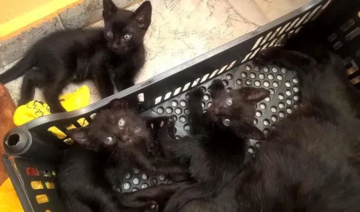 Gato ra a vira lata idade Abaixo de 2 meses nome não tem