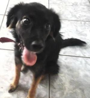 Cachorro raça  idade 7 a 11 meses nome Nina
