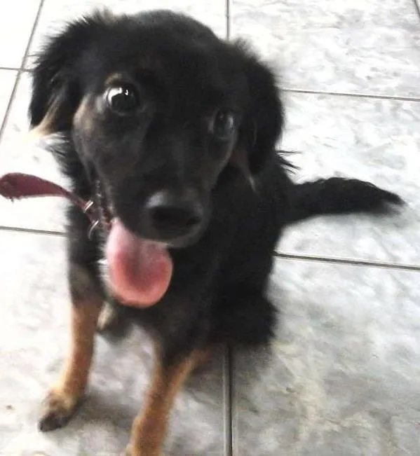Cachorro ra a  idade 7 a 11 meses nome Nina