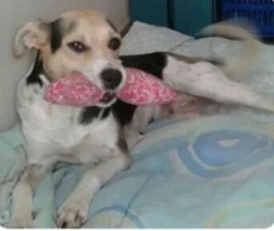Cachorro raça srd idade 1 ano nome Vitória