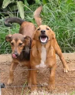 Cachorro raça SRD idade 7 a 11 meses nome Filhotes