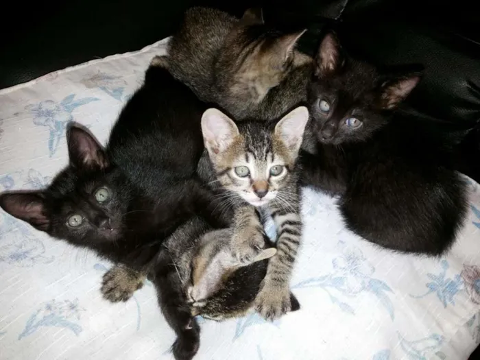 Gato ra a mestiço idade Abaixo de 2 meses nome Aislan