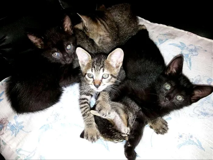 Gato ra a mestiço idade Abaixo de 2 meses nome Aislan