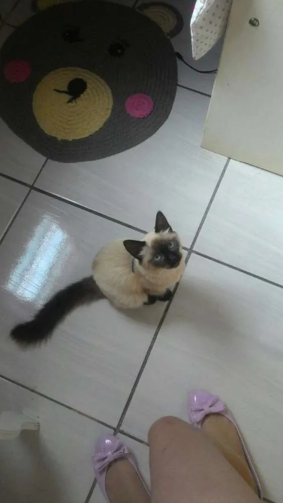 Gato ra a Siamês idade 2 a 6 meses nome Alice
