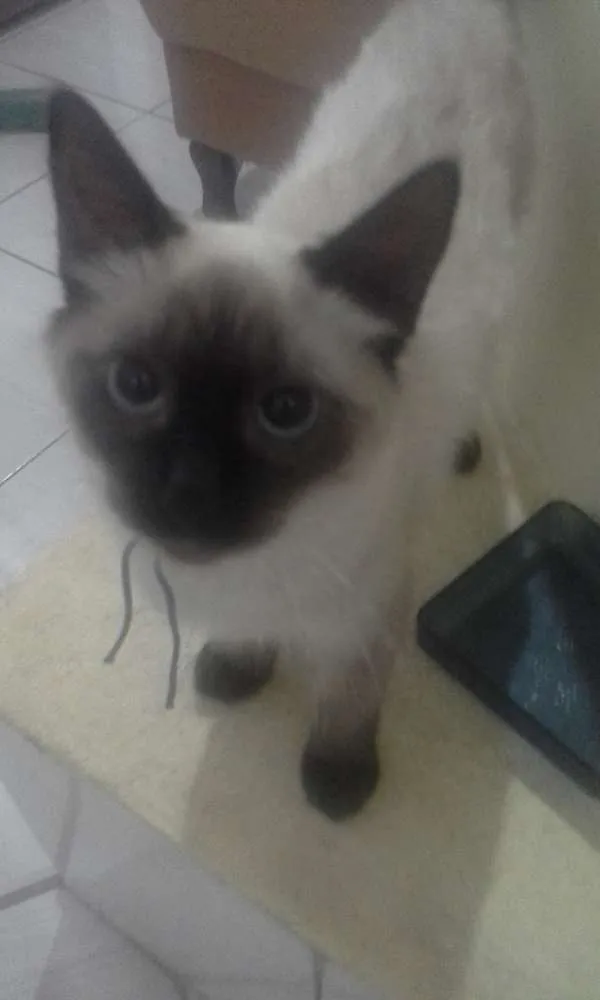 Gato ra a Siamês idade 2 a 6 meses nome Alice