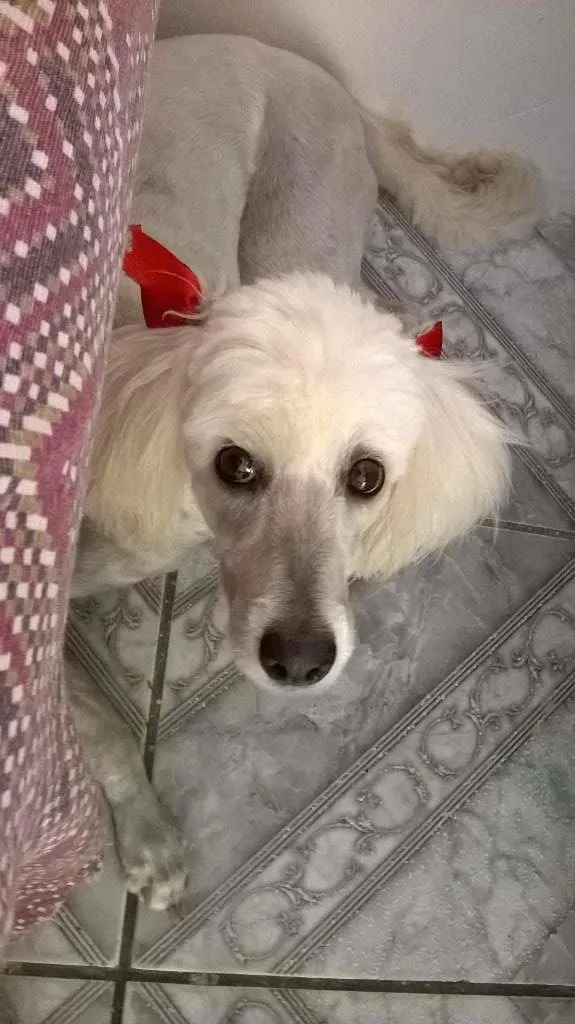 Cachorro raça Poodle idade 3 anos nome Princesa