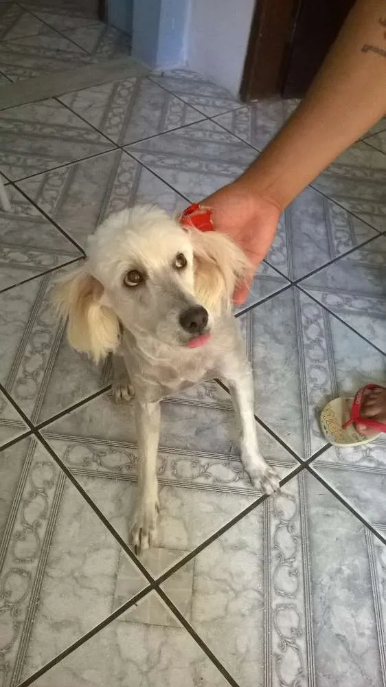 Cachorro raça Poodle idade 3 anos nome Princesa
