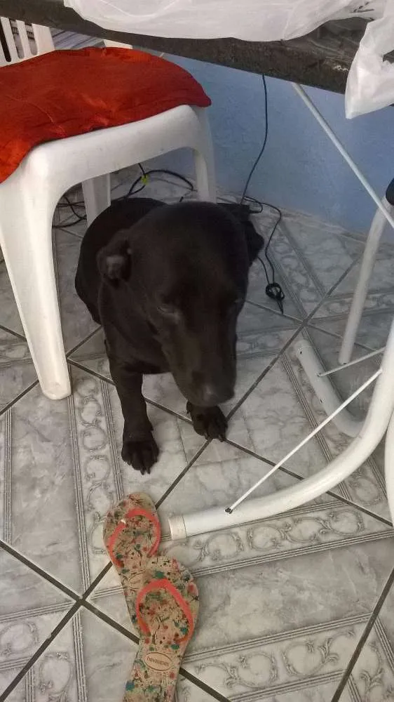 Cachorro raça Basset-Cofap idade 2 anos nome Arthur Espoleta