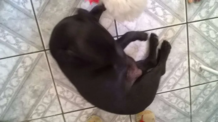 Cachorro raça Basset-Cofap idade 2 anos nome Arthur Espoleta