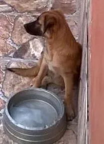 Cachorro raça Vira Lata idade 2 a 6 meses nome Salomão