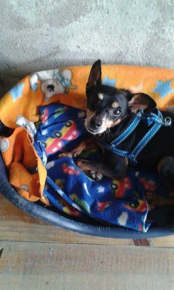 Cachorro ra a Pinscher idade 4 anos nome Spayk