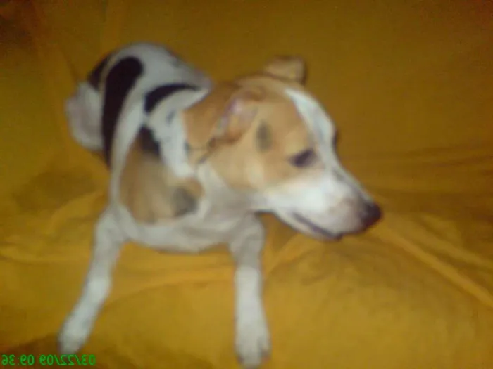 Cachorro ra a Vira-lata idade 6 ou mais anos nome Ricky