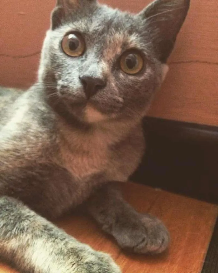 Gato ra a  idade 2 a 6 meses nome Sem Nome