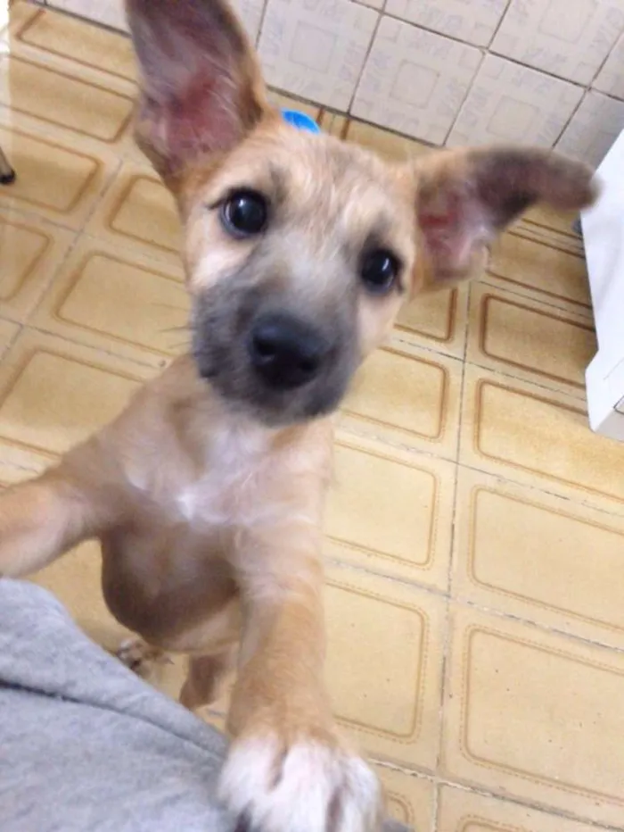 Cachorro ra a Vira Lata idade 7 a 11 meses nome Demétria