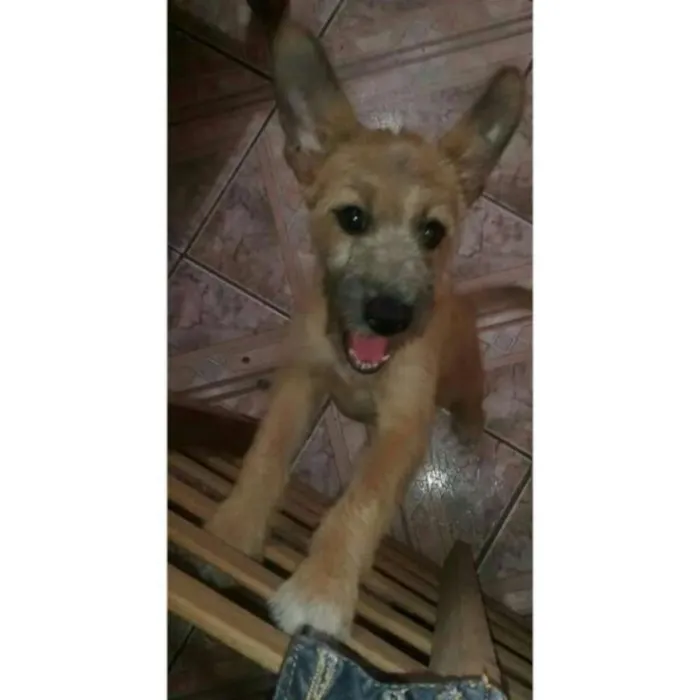 Cachorro ra a Vira Lata idade 7 a 11 meses nome Demétria