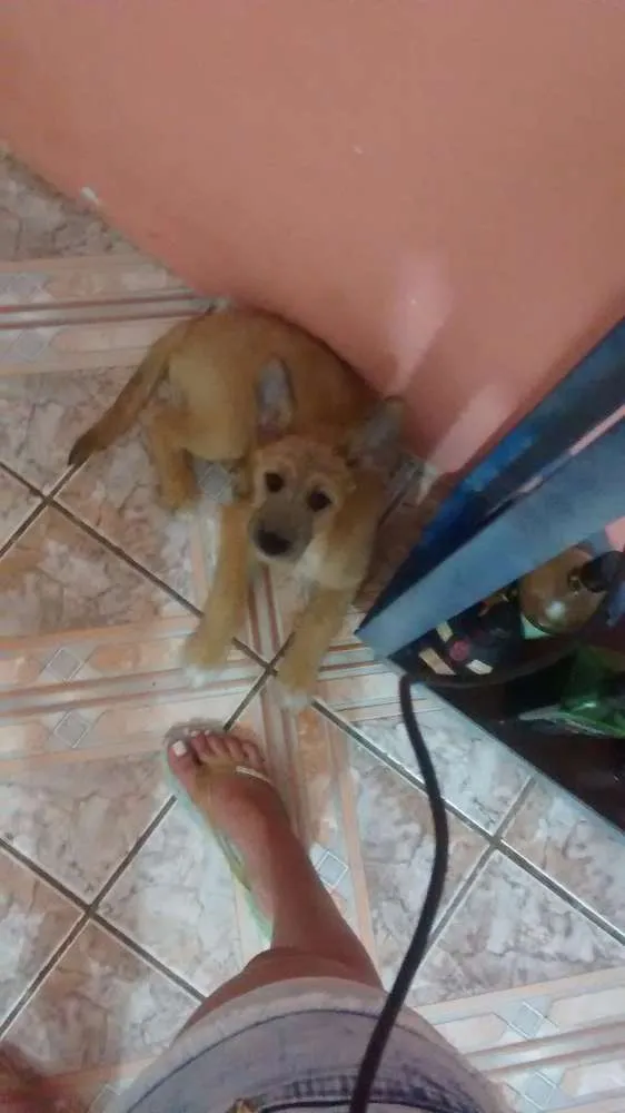 Cachorro ra a Vira Lata idade 7 a 11 meses nome Demétria