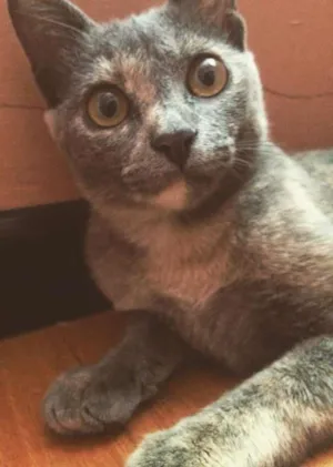 Gato raça  idade 2 a 6 meses nome Sem Nome