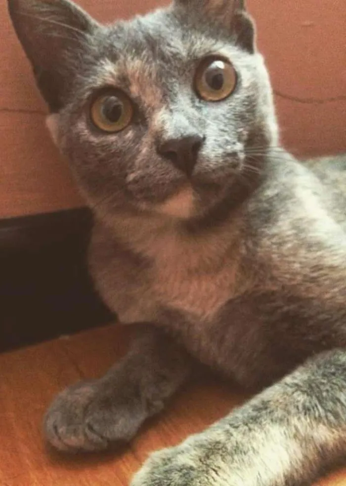 Gato ra a  idade 2 a 6 meses nome Sem Nome