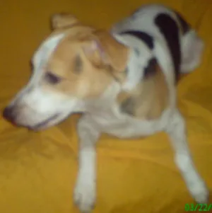 Cachorro raça Vira-lata idade 6 ou mais anos nome Ricky