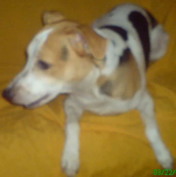Cachorro ra a Vira-lata idade 6 ou mais anos nome Ricky