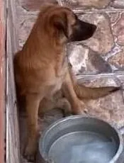 Cachorro raça Vira Lata idade 2 a 6 meses nome Salomão