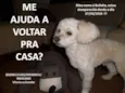 Bolinha