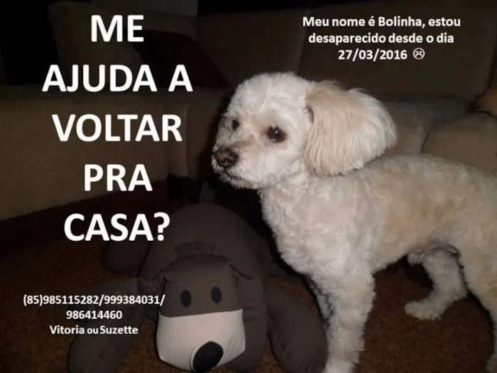 Cachorro ra a Poodle idade 6 ou mais anos nome Bolinha