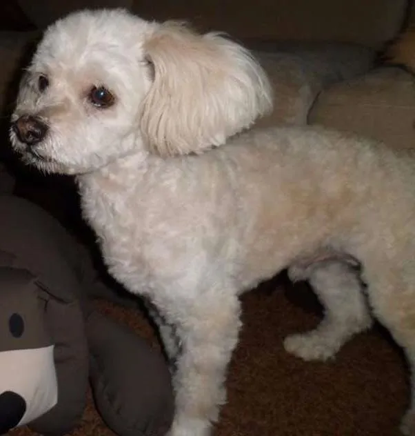 Cachorro ra a Poodle idade 6 ou mais anos nome Bolinha