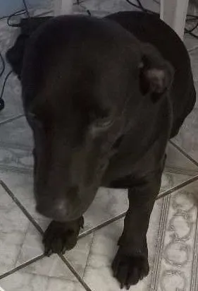 Cachorro raça Basset-Cofap idade 2 anos nome Arthur Espoleta