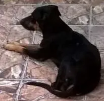 Cachorro raça FilaxPastor idade 3 anos nome Sansão
