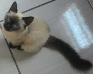 Gato raça Siamês idade 2 a 6 meses nome Alice