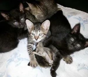Gato raça mestiço idade Abaixo de 2 meses nome Aislan