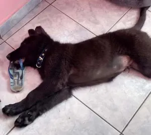 Cachorro raça Pastor alemão capa preta idade 2 a 6 meses nome Roque