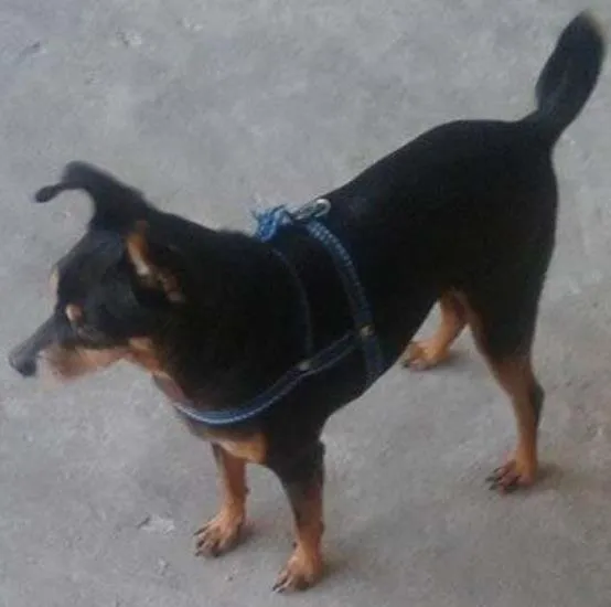 Cachorro ra a Pinscher idade 4 anos nome Spayk