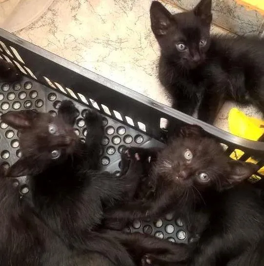 Gato ra a vira lata idade Abaixo de 2 meses nome não tem