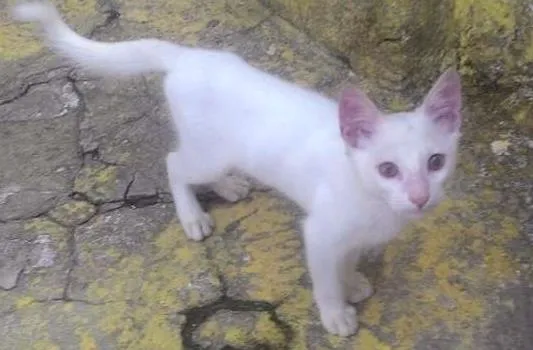Gato ra a sem raça idade 2 a 6 meses nome Filhote