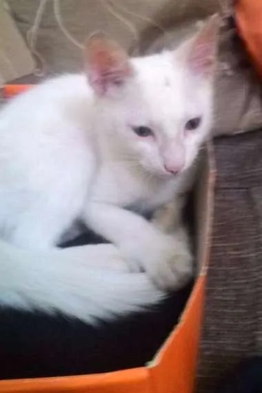 Gato ra a sem raça idade 2 a 6 meses nome Filhote