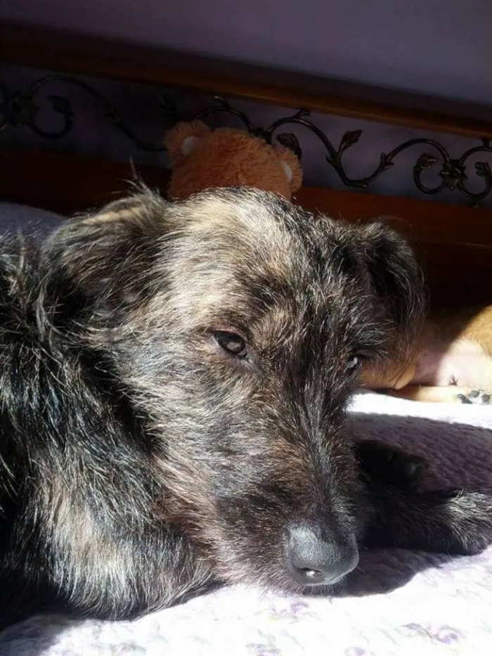 Cachorro ra a SRD idade 1 ano nome Thor