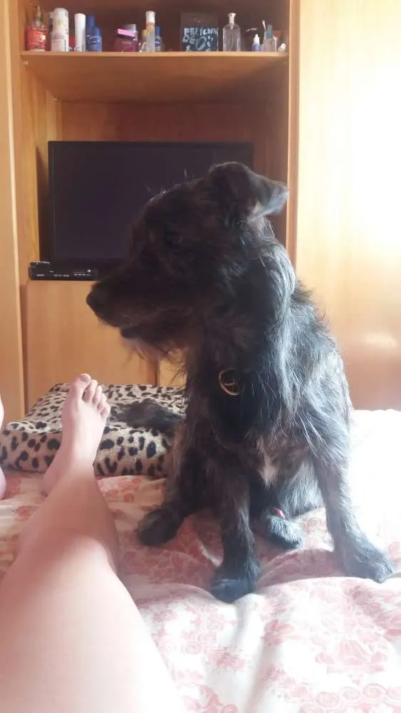 Cachorro ra a SRD idade 1 ano nome Thor