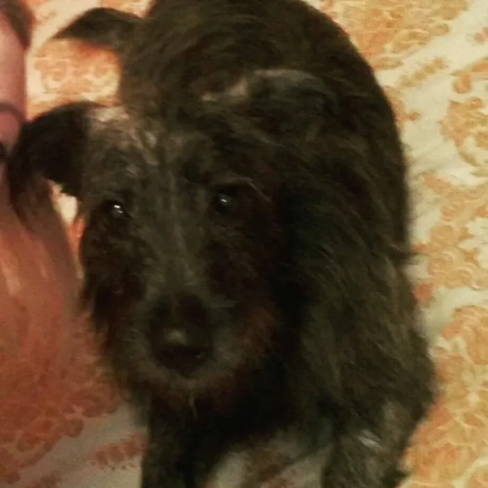 Cachorro ra a SRD idade 1 ano nome Thor