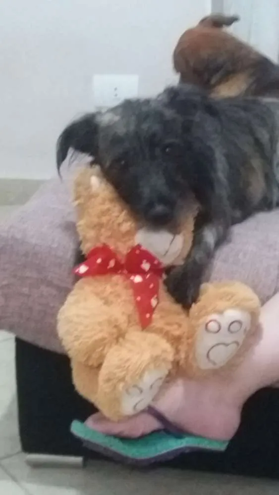 Cachorro ra a SRD idade 1 ano nome Thor